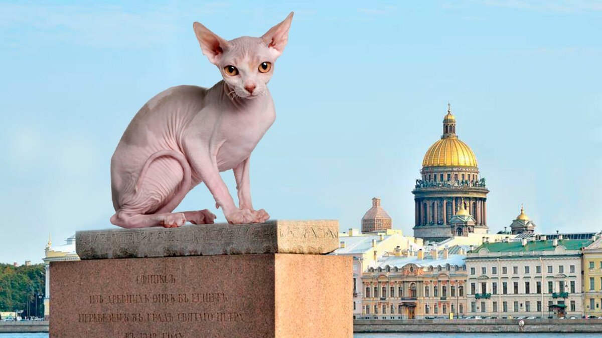 А что? Я тоже сфинкс. Посижу тут на постаменте, вы не против?) Коллаж автора канала Питер на все случаи жизни. 