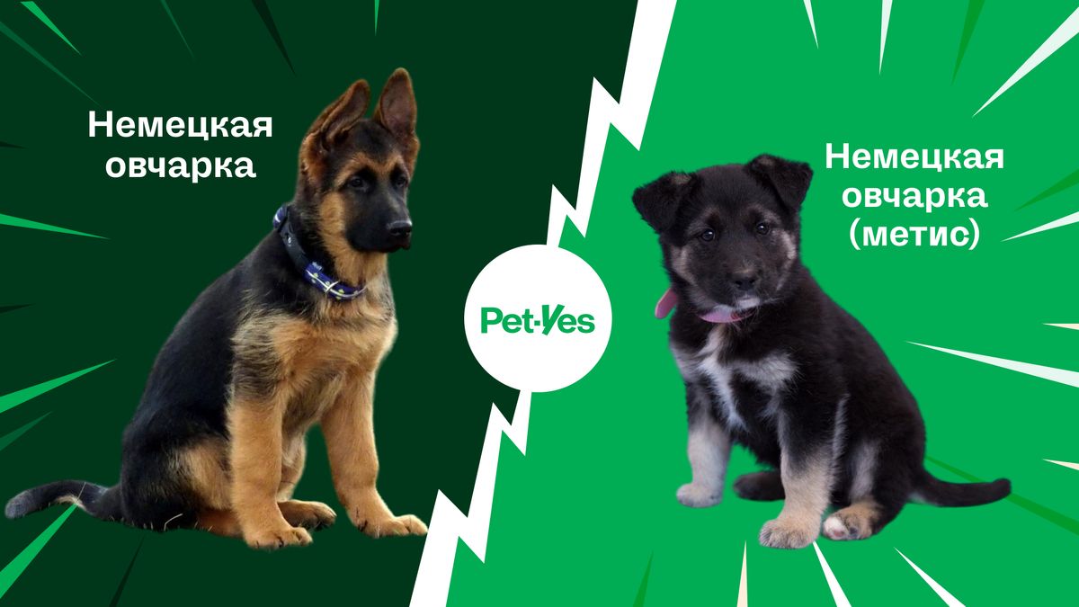 Фотографии породистой немецкой овчарки и метиса немецкой овчарки