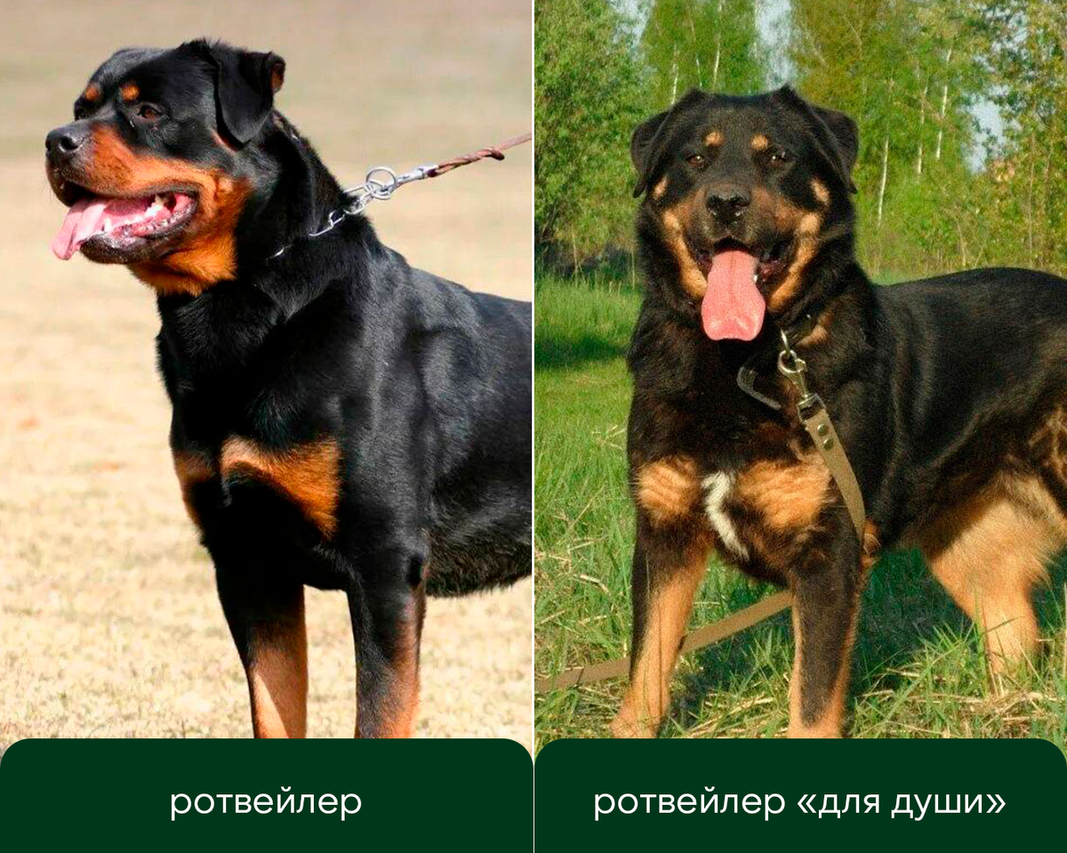 Фотографии ротвейлера и метиса ротвейлера