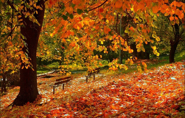 Завершилась очередная рабочая неделя. Иду домой пешком. Золотая осень. Под ногами шуршат тысячи листьев разного цвета. Обожаю осенью ходить по разноцветному ковру из листьев.