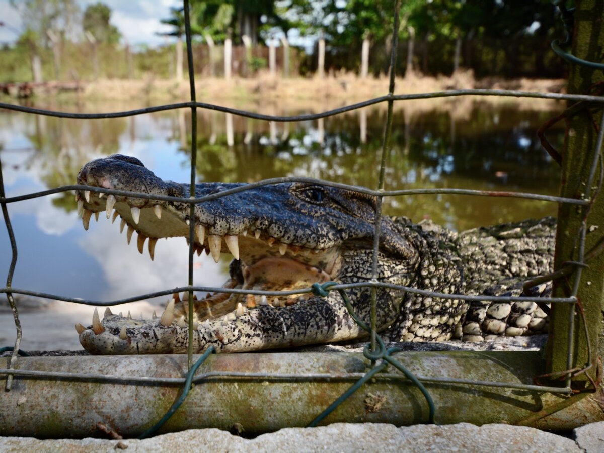 Куба. Крокодиловая ферма. Ноябрь 2013. Фото автора