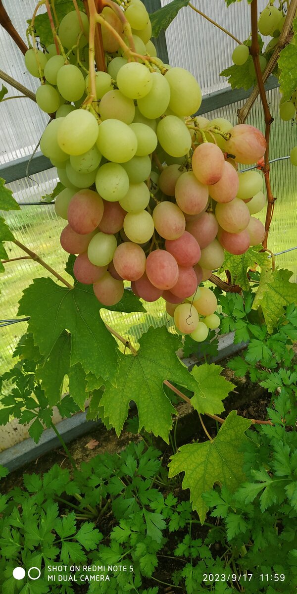 Богатяновский сорт винограда богатяновский. Чача на винограде. День винограда. Виноград петербурге. Виноград антей магарачский.