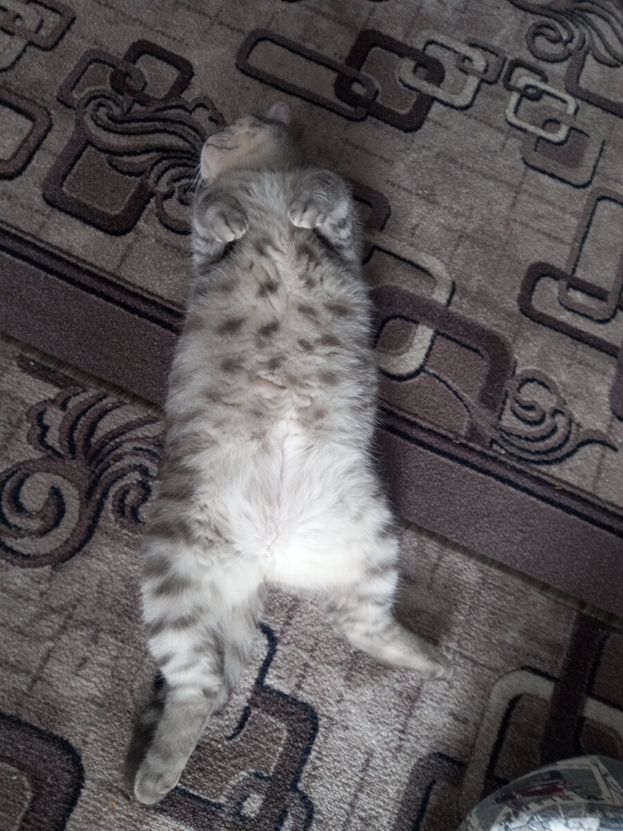 Вот такой котик попался в сети фотографа! Фото автора