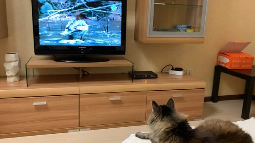 Кошка Мася смотрит ЗОО программу #любимыйпитомец