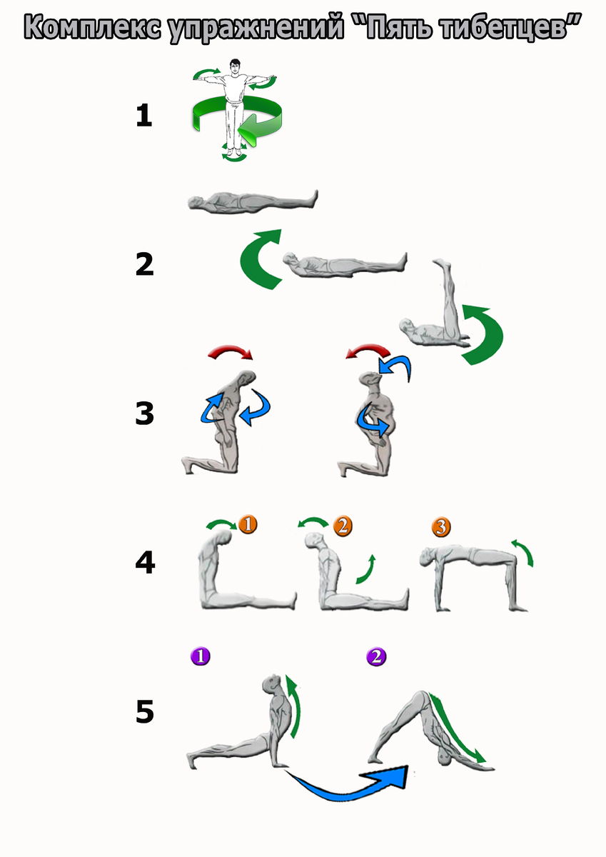 Схема упражнений комплекса "Пять тибетцев"