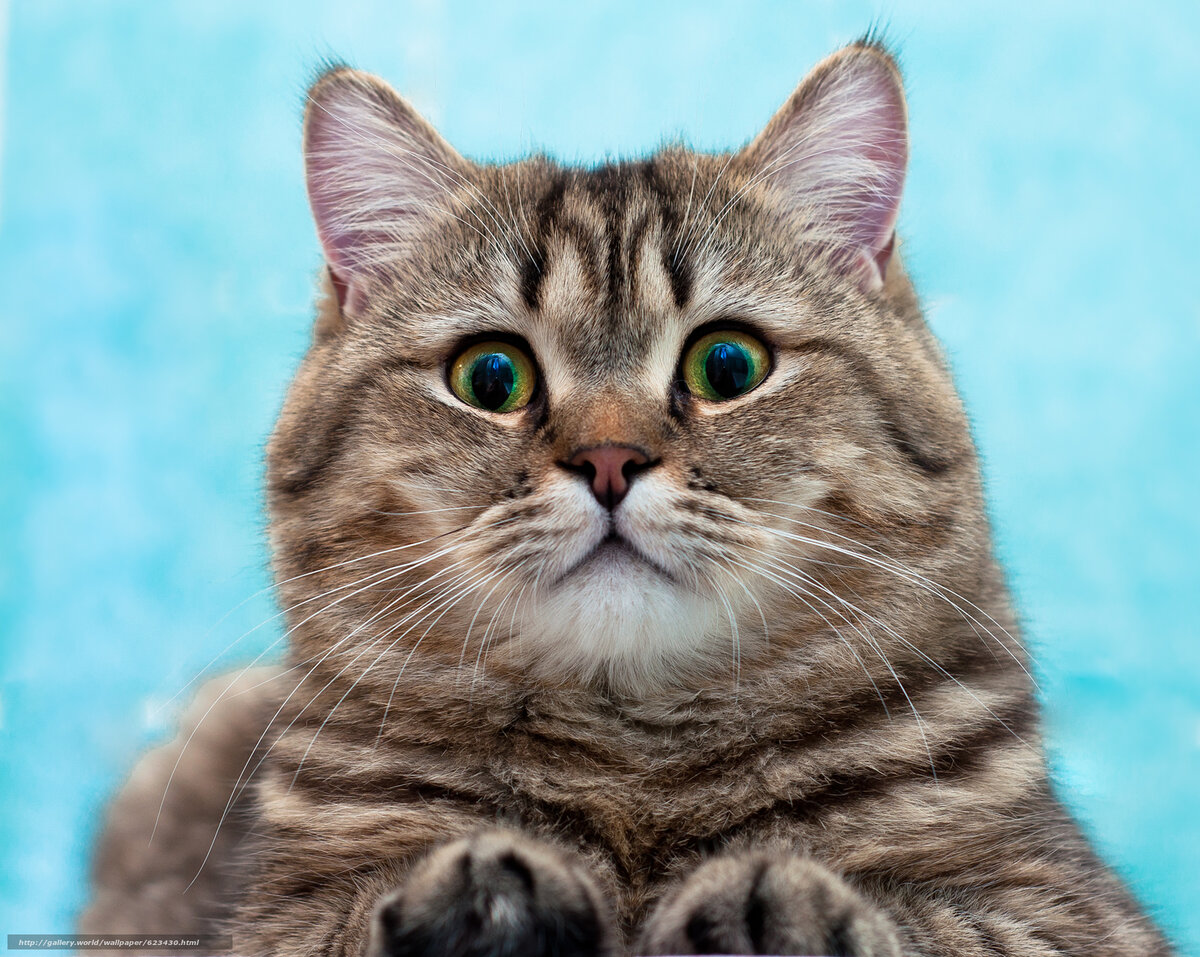 Фото из Интернета.