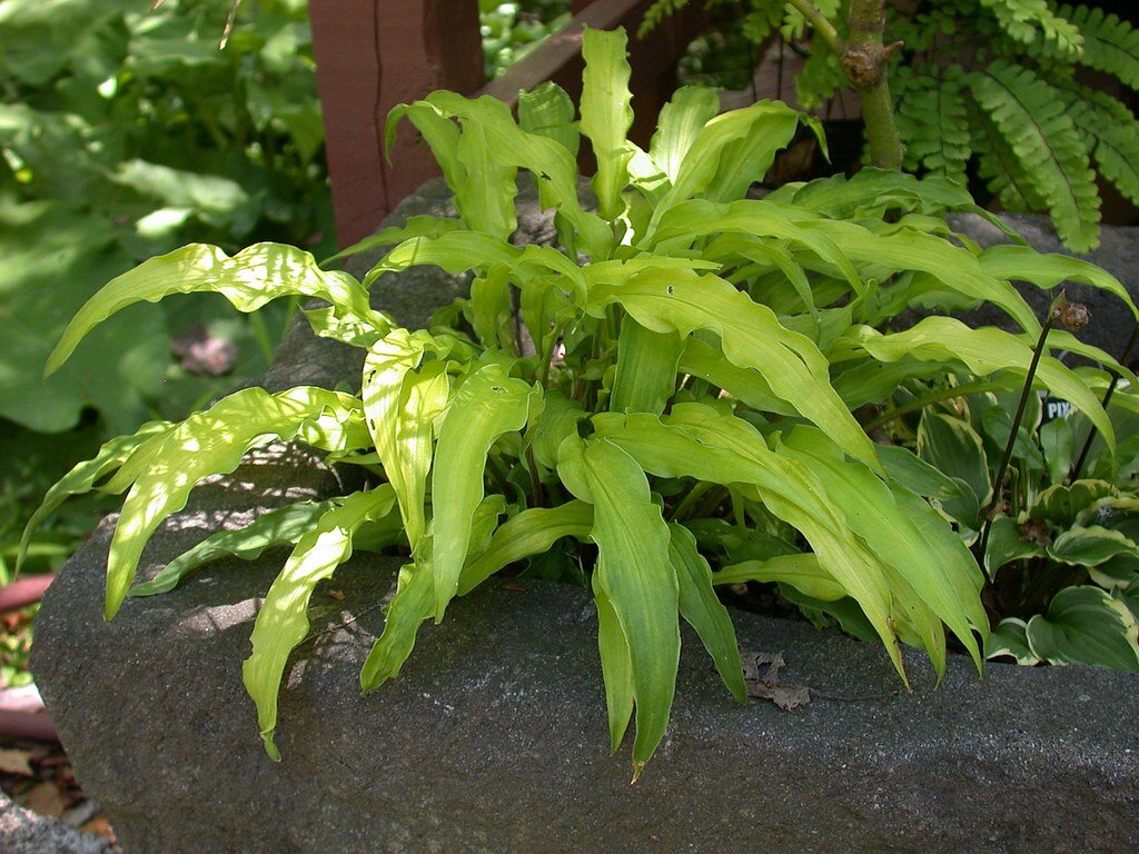 Керли Фрайз Источник: flickr.ru