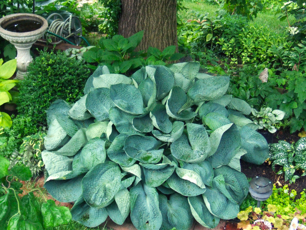 Абикуа Дринкинг Гуард Источник flickr.ru