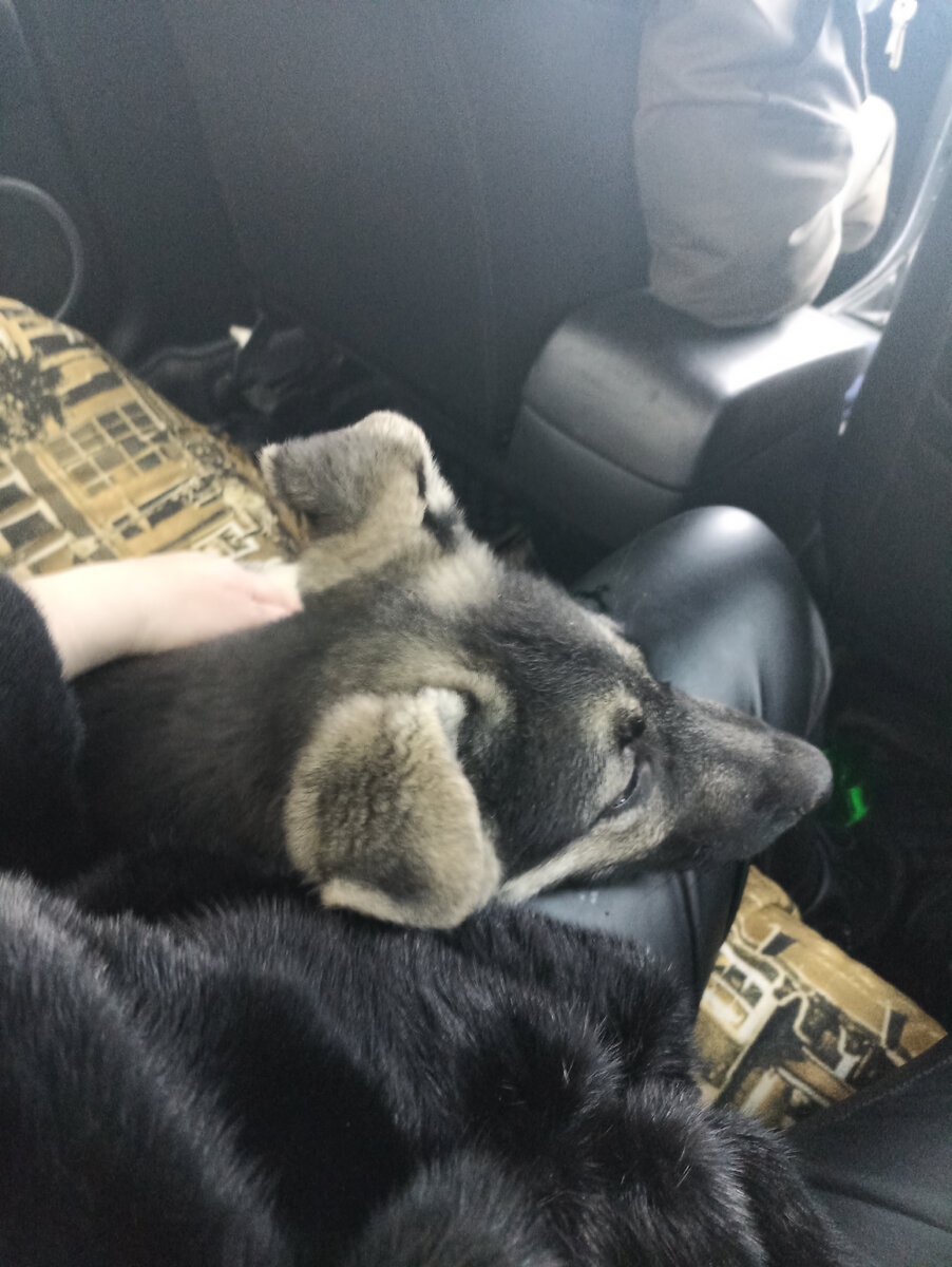 Забрали девчонку