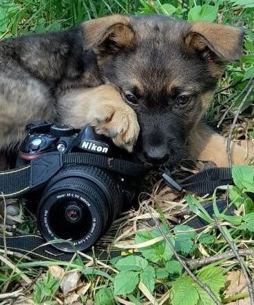 Коробка с глазом, которую люди называют фотоаппаратом.