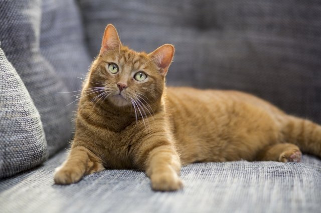    Правда ли, что не бывает рыжих кошек?