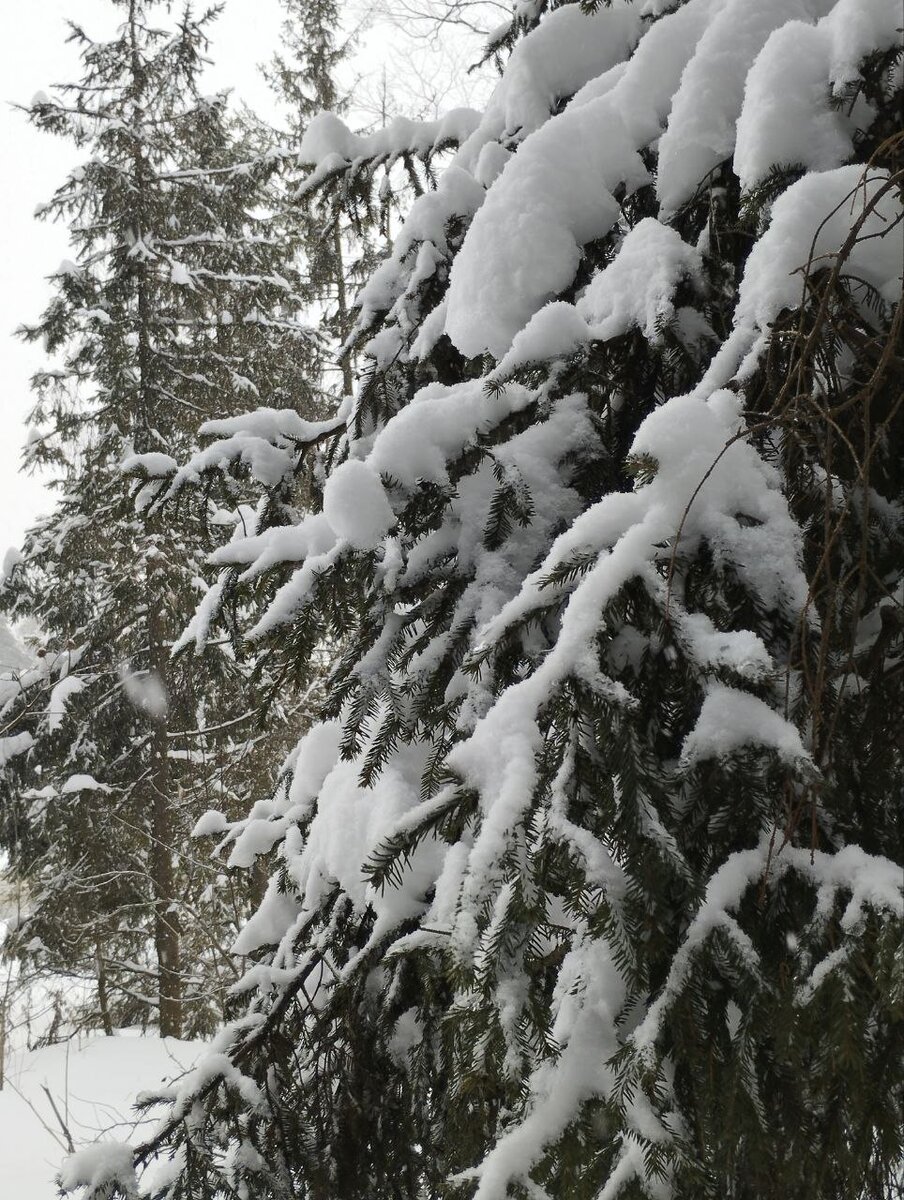 Пару дней назад в парке было так
