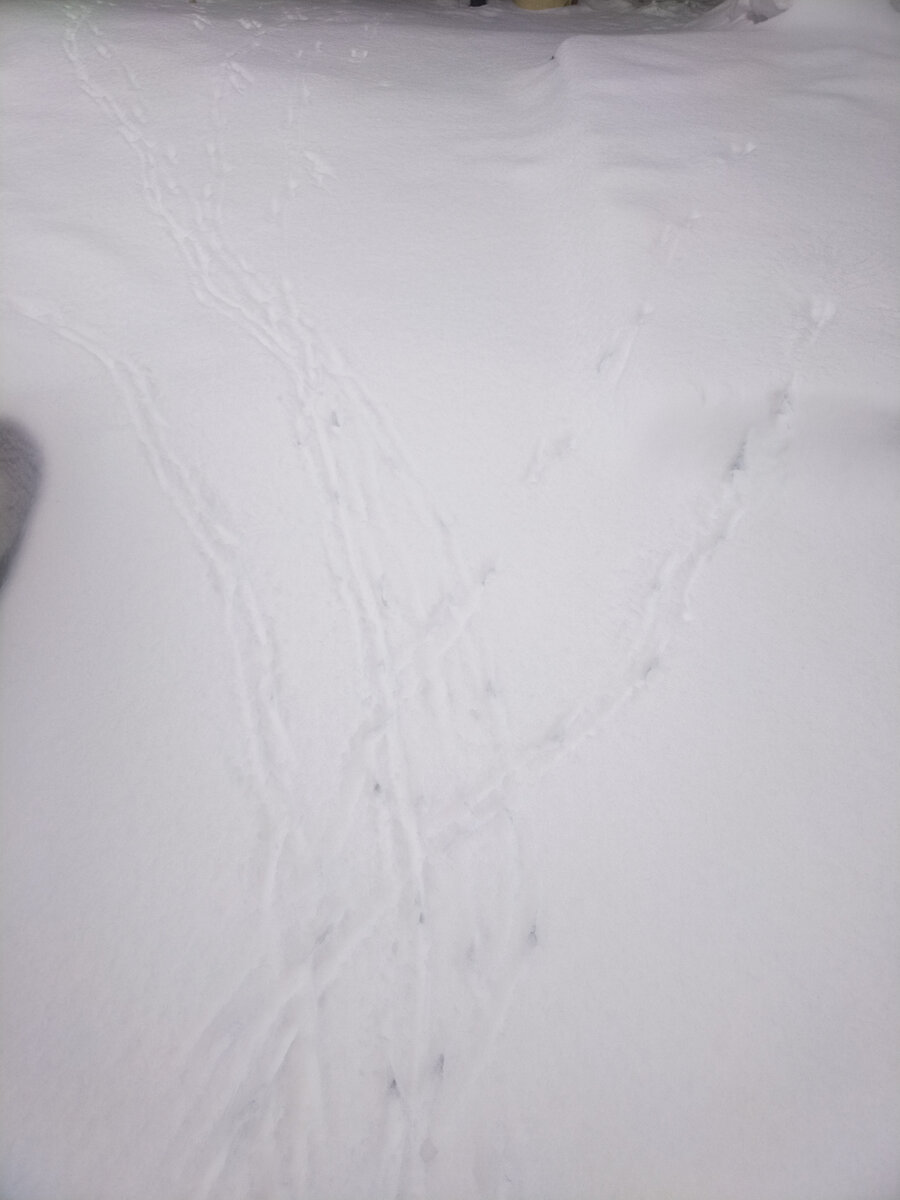 Следы сорок.
