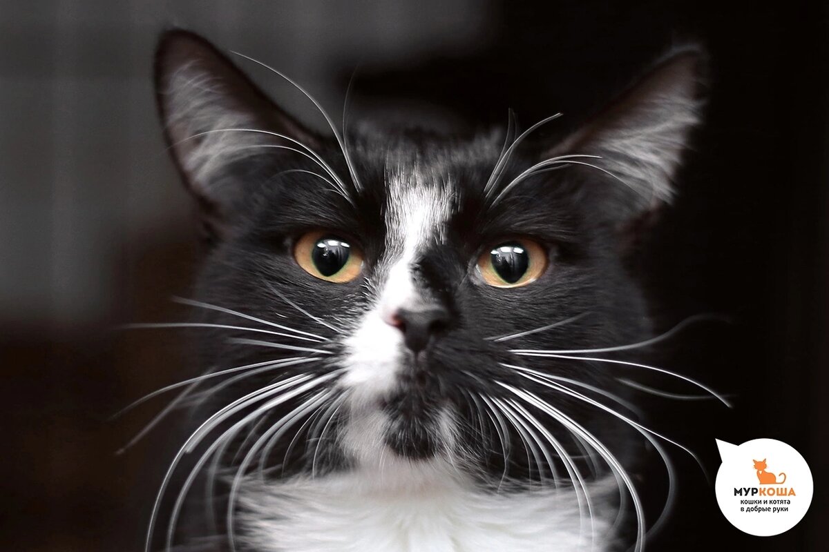 Дриаду нашли на улице.