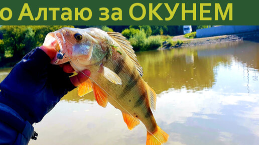 Алтай. Приток Катуни. В поисках окуня на каменистой реке. 🐟🐟🐟