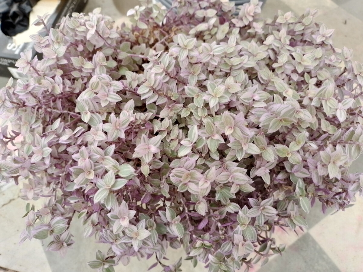 Кализия Розовая пантера