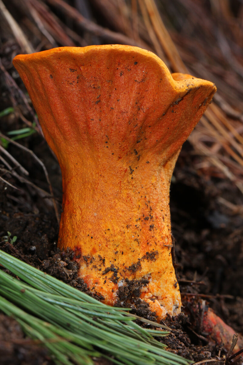  Фото Алан Рокфеллер  Hypomyces lactifluorum из Сан-Хосе-дель-Пасифико, Оахака, Мексика.