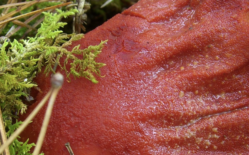 Тела отдельных грибов мелкозернистые, Их диаметр и высота обычно составляют от 1 до 2 мм