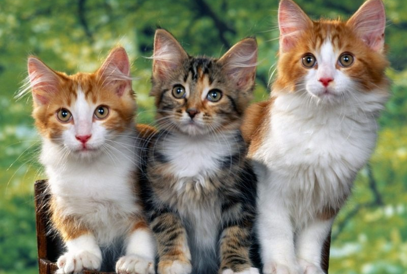 К Всемирному дню кошек