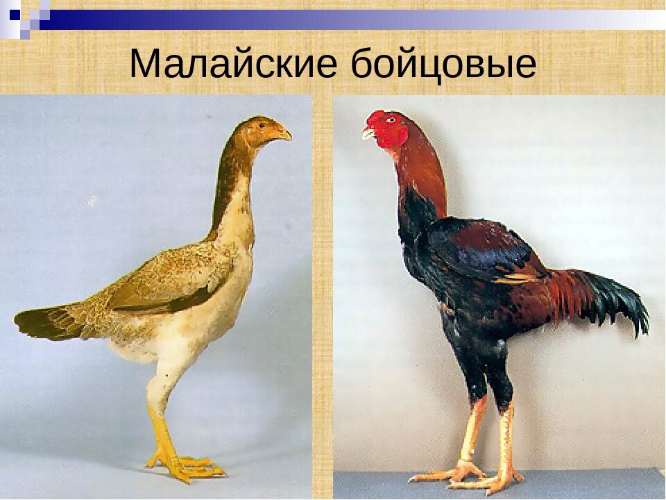 Общее описание породы Малайская бойцовая Рост малайской бойцовой достигает даже 90 (!) сантиметров. Изогнутый хвост, состоящий из узких перьев, чуть загибающихся, выпуклая спина, длинная и широкая, а также немного загнутая назад шея – все эти признаки в сочетании между собой составляют «линию 3 изгибов», являющуюся одной из главных отличительных черт породы. Туловище типичной особи поставлено вертикально, ограничено вдоль ног, шеи и груди линией, перпендикулярно земле. Крылья выпуклы, плечи посажены крайне высоко, кожа на них кажется тонкой, так как просвечивает. Грудь широкая, живот слаборазвит. Голова маленькая, сплющена по бокам, очень развиты дуги над бровями, что придаёт взгляду некоторую сердитость. Глаза несколько выпуклы, со зрачками перламутрового оттенка, могут быть в цветовом спектре, находящимся между ярко-жёлтым и жемчужно-золотым. Мощная грудь, крылья выдаются в плечах, спина длинная и широкая, к хвосту уходящая вниз; сам хвост почти параллелен спине. Гребень формы ореха, серёжки выражены очень слабо, красного цвета мочки. Крепкий клюв, толстый и короткий, заметно загнут. Желтые ноги не оперены, довольно-таки высоки. Голень очень мускулиста. В целом, корпус имеет форму яйца. Данная порода обладает коричнево-ореховым или просто коричневым, плотным оперением! 
