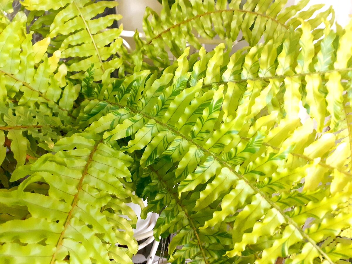 Пестролистный нефролепис