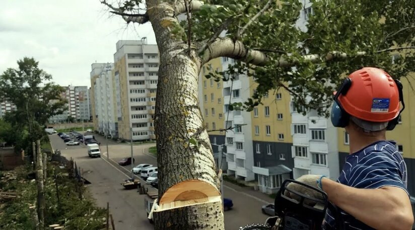 1 дерево срубил 1 дерево срубил