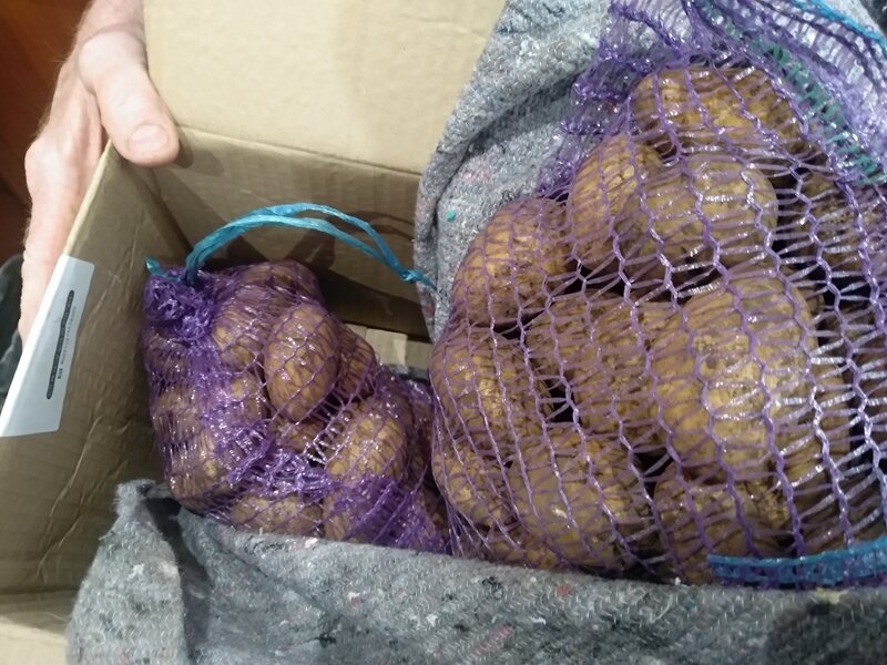 Внутри коробки две сетки с клубнями. Внешний вид порадовал