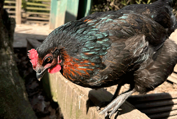 Куры родонит (27 фото): описание породы несушек, внешний вид цыплят, отзывы владельцев