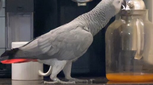 Веселый ЗооСАД | любимая игрушка | Дзен