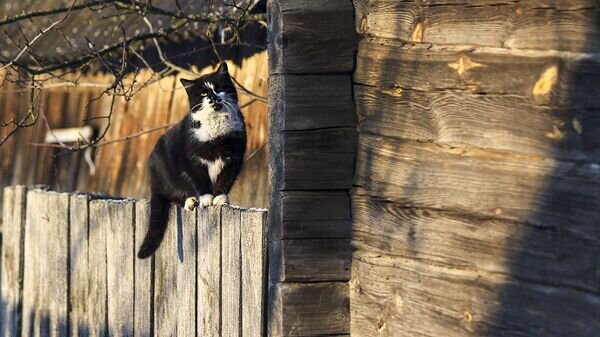    © Sputnik / Альфред Микус