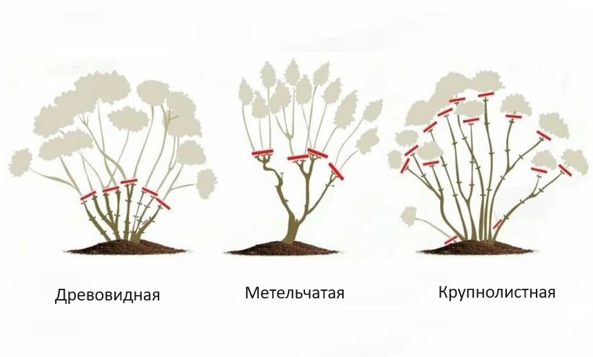 Эксперт рассказал как делается обрезка древовидной гортензии. Теперь каждую весн