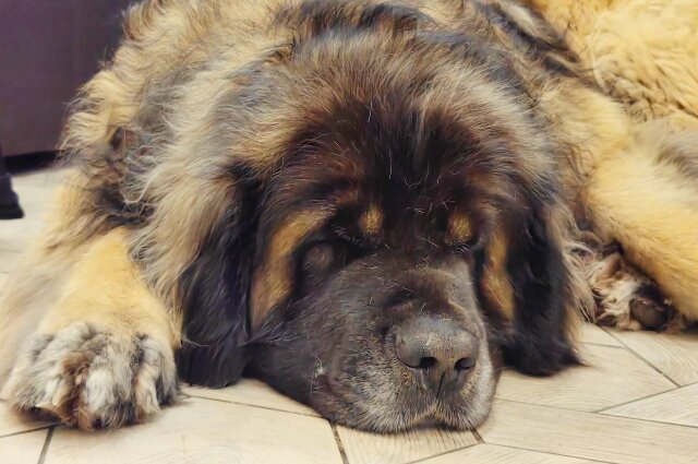    Гера принадлежит к редкой породе леонбергер. Фото:  АиФ/ Анастасия Григорьева