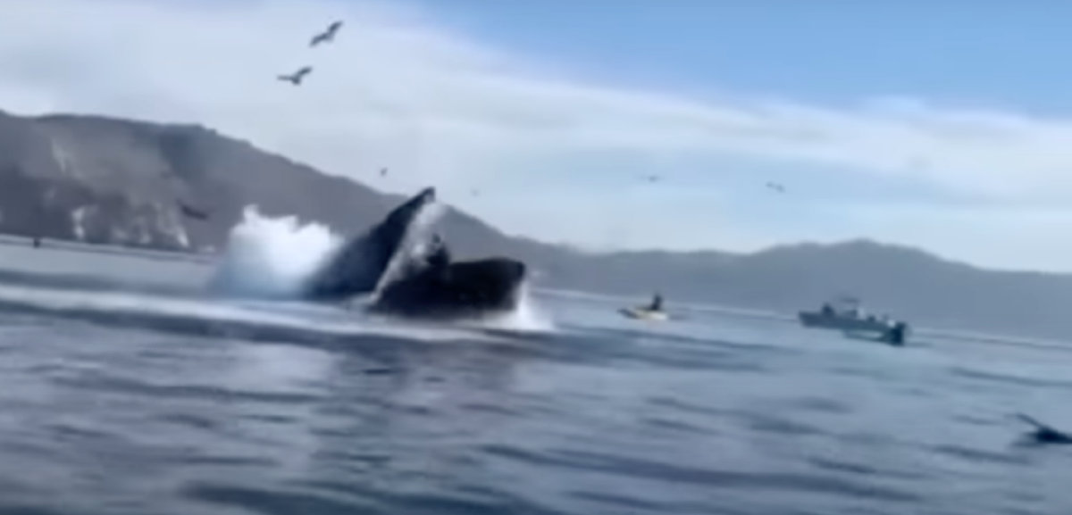 Кадр с видео, как подводный монстр глотает туристок.