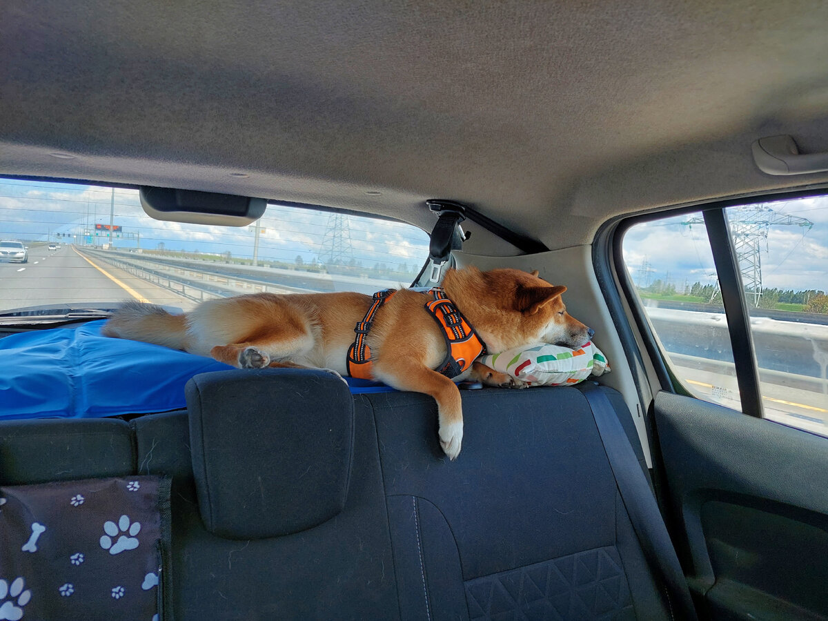 Так Дайки путешествует