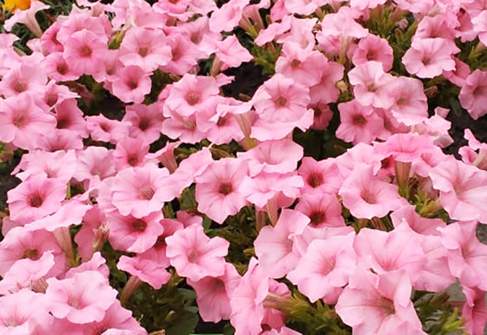 Петунии Тамары Динер, моей подруги из Красноярска, обожающей петунии и это, глядя на фото, взаимно😊