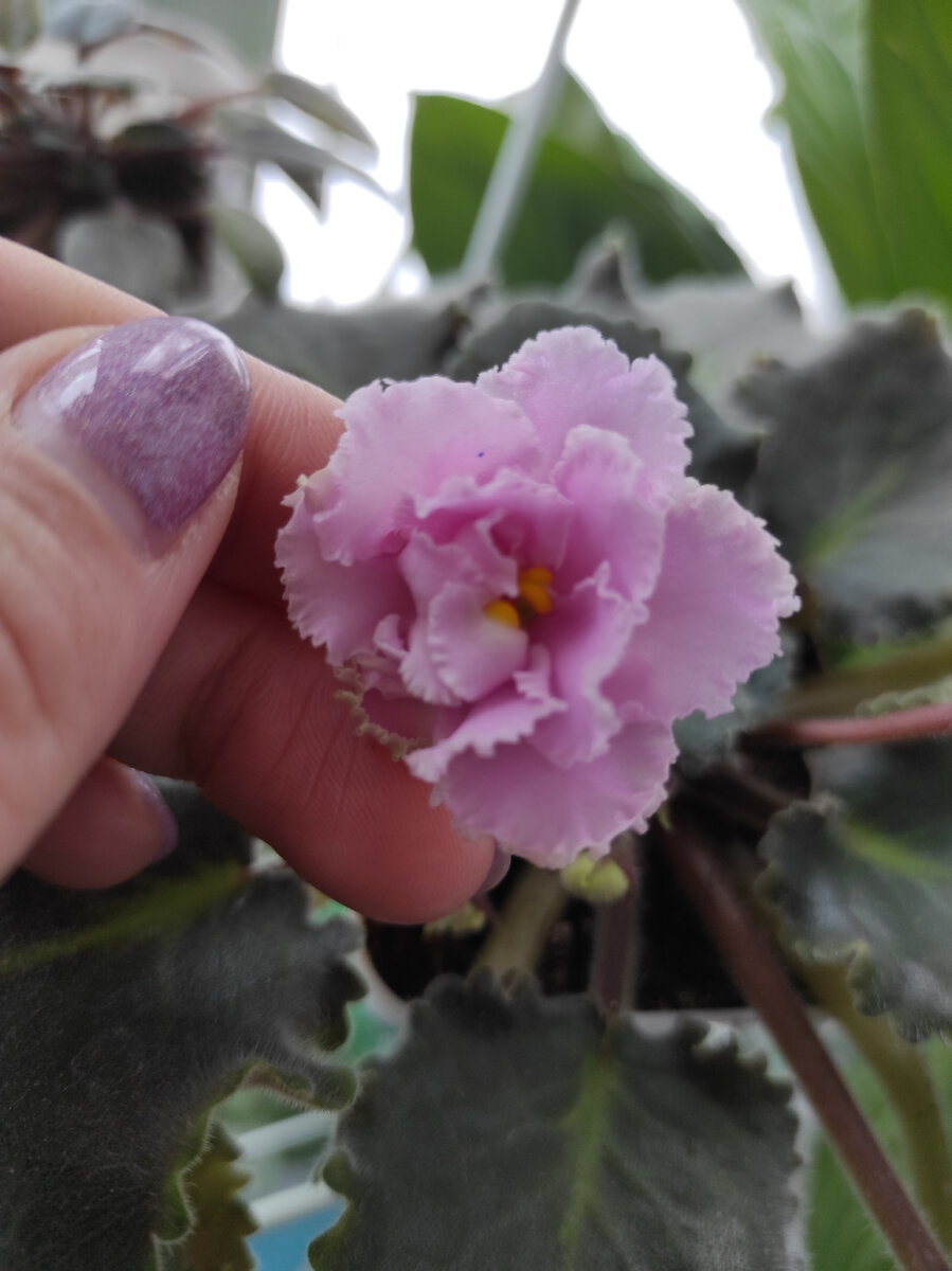 Второй бутон, и снова одна лишь точка!!! Листайте, там пример сортового цветения.➡