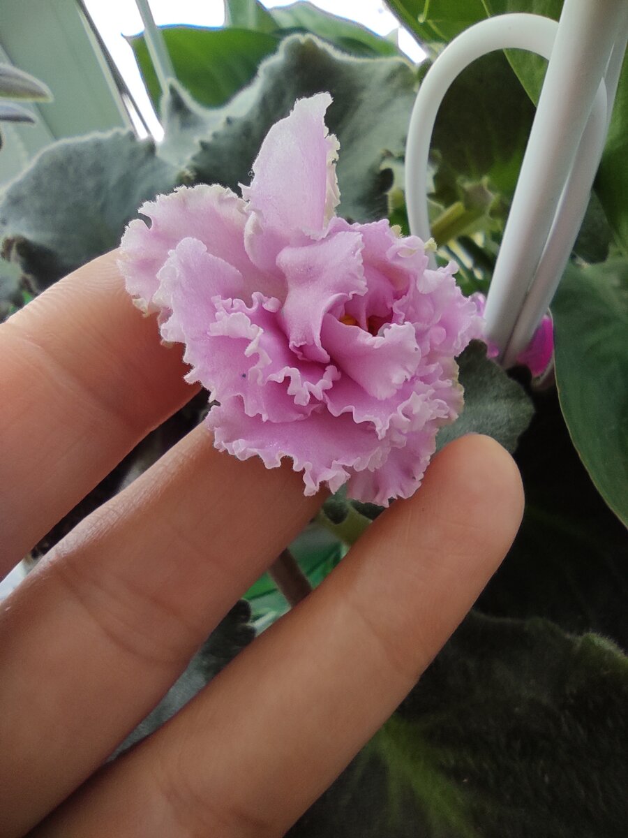 Это первый цветок, и одна лишь точка фиолетового...