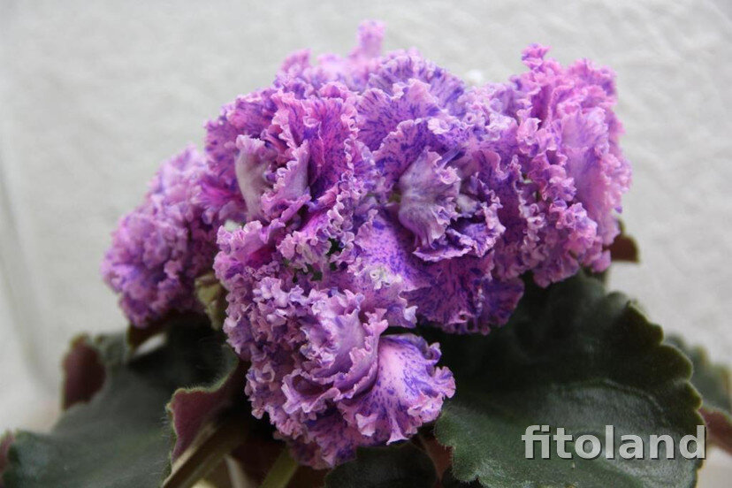 Сортовое цветение, фото Fitoland.ru