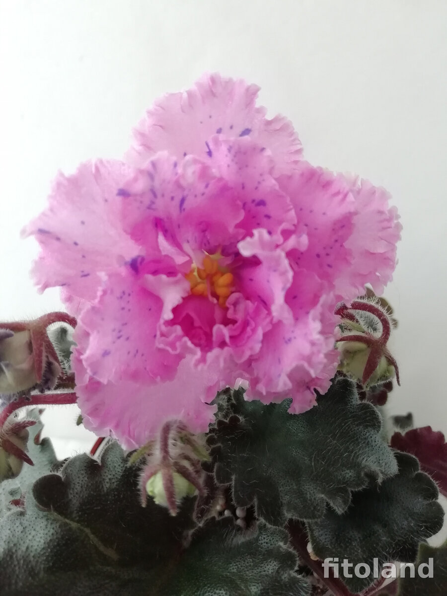 А вот это ближе к моему. Фото Fitoland.ru