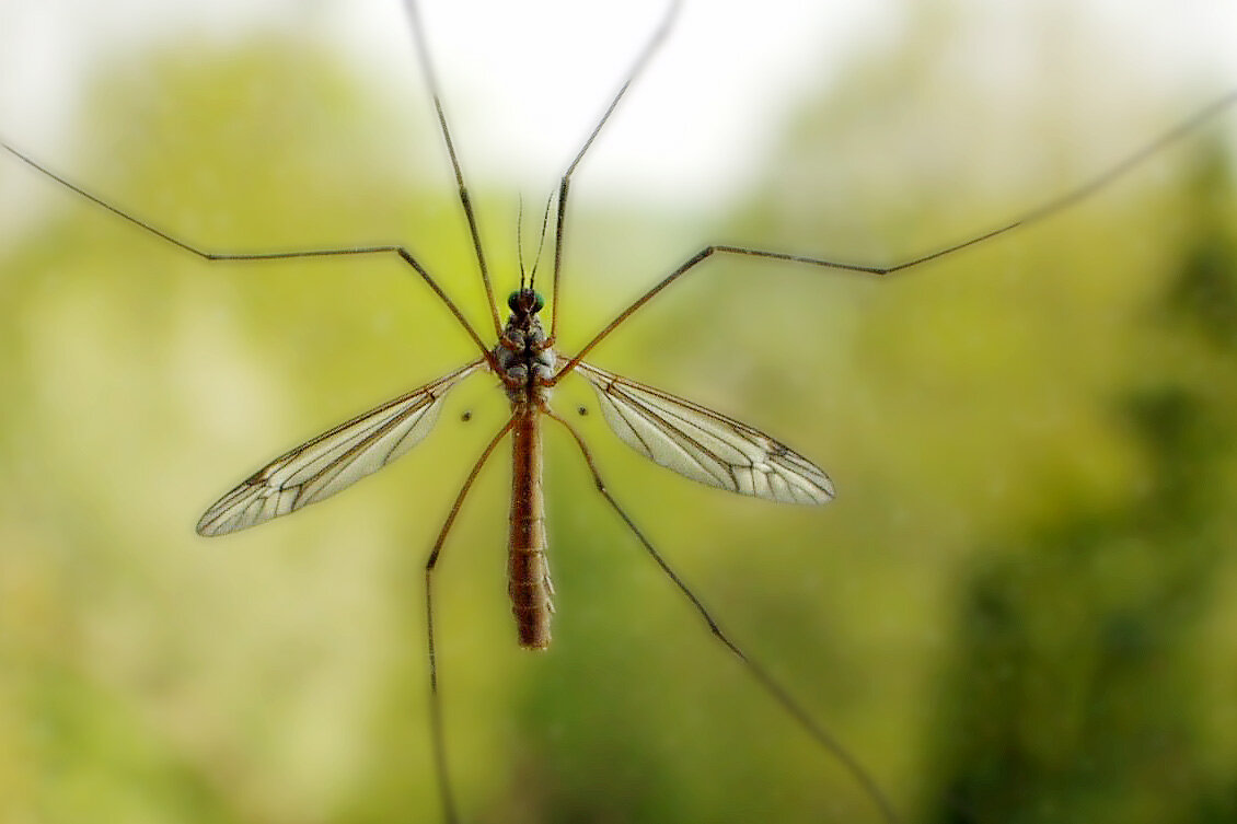 Малярийный комар гигантский. Комар долгоножка. Огромный комар что это. Огромный комар что это. Малярийный комар большой комар.