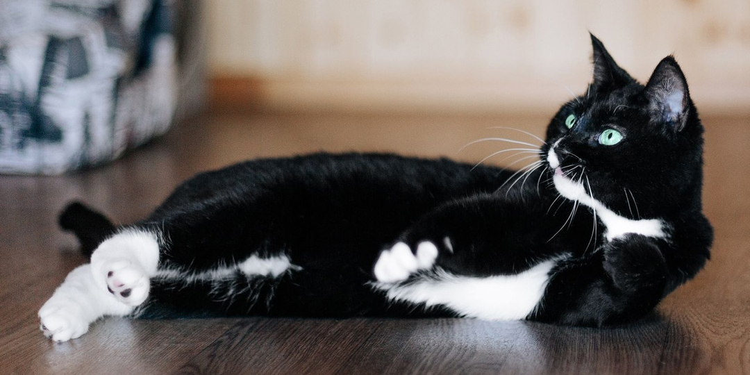 Очаровательная кошечка Лапка ищет любящую семью! 👨‍👩‍👧