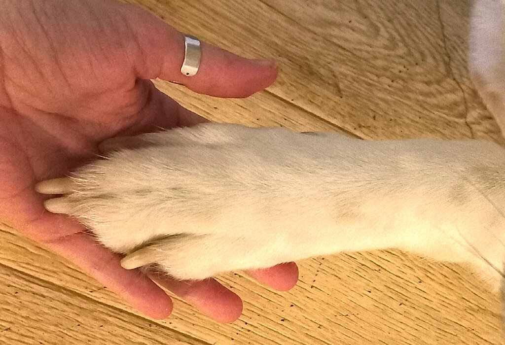 Дай лапу, друг!