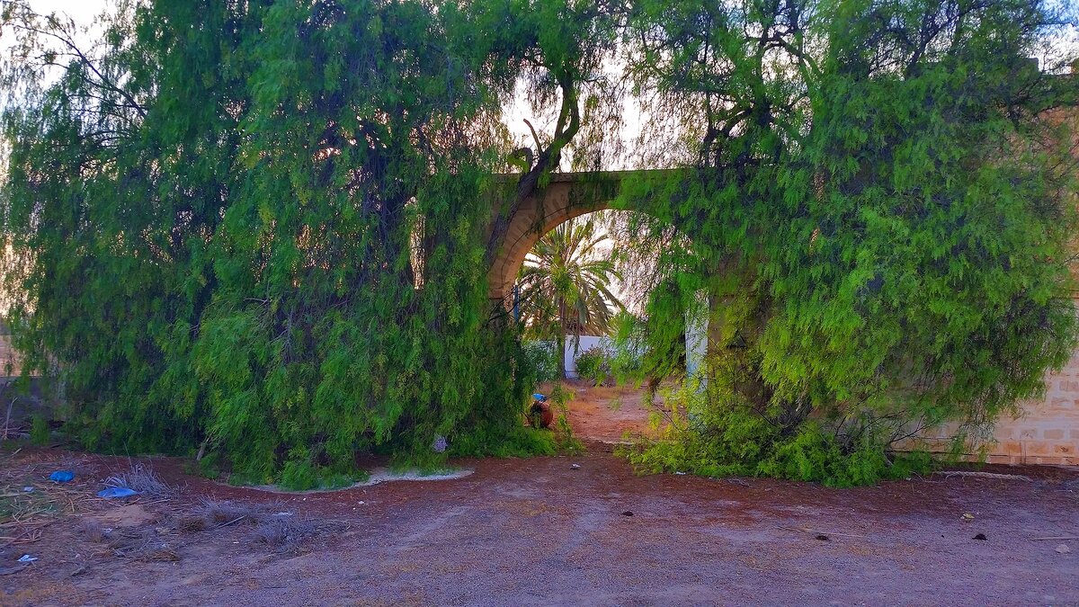 Джерба. Гуляя по местности