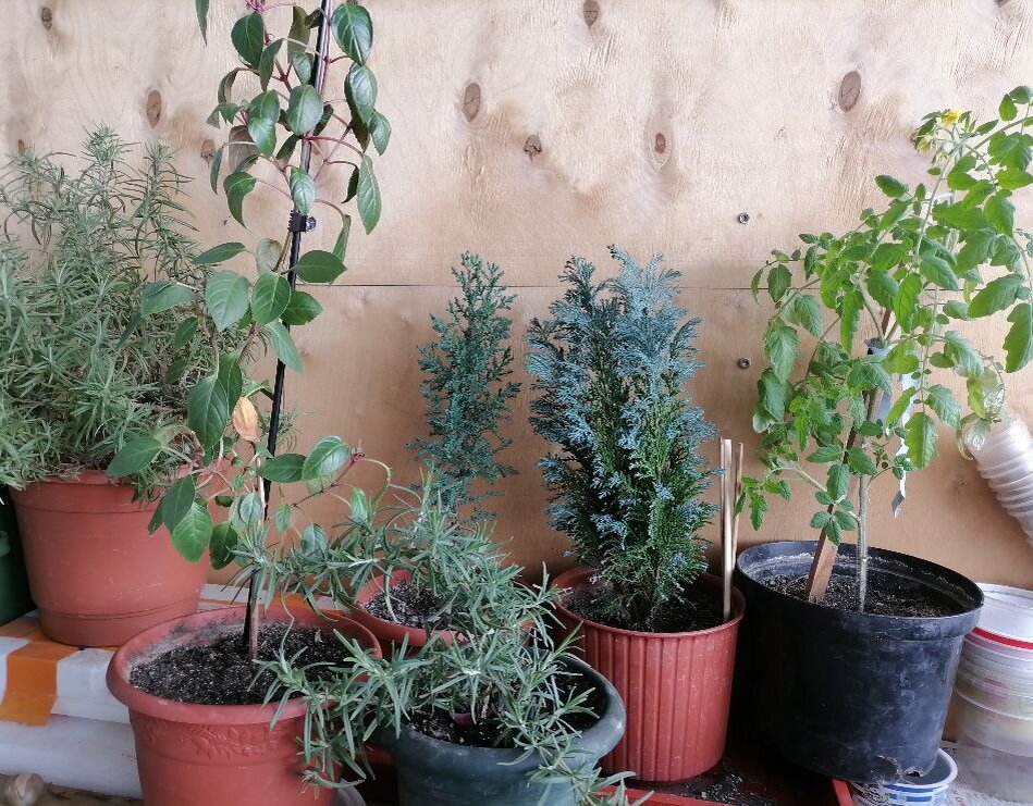 Но на лоджии тепло, розмарины и хвойные стоят сейчас здесь и ночуют даже. Томатик на ночь заношу домой