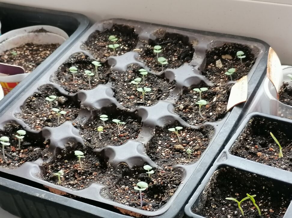 календарь посева семян на рассаду в 2022 году. календарь благоприятных дней для посадки рассады в марте. дни для посадки рассады в марте. посадка томатов на рассаду в марте. дни для посадки рассады в марте.