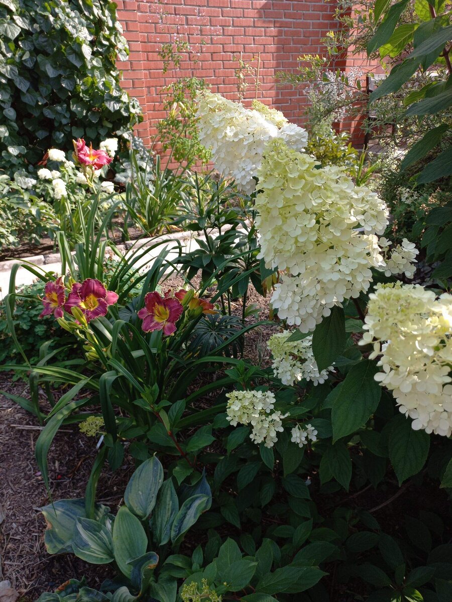 Гортензия метельчатая 'Vanilla Fraise'.