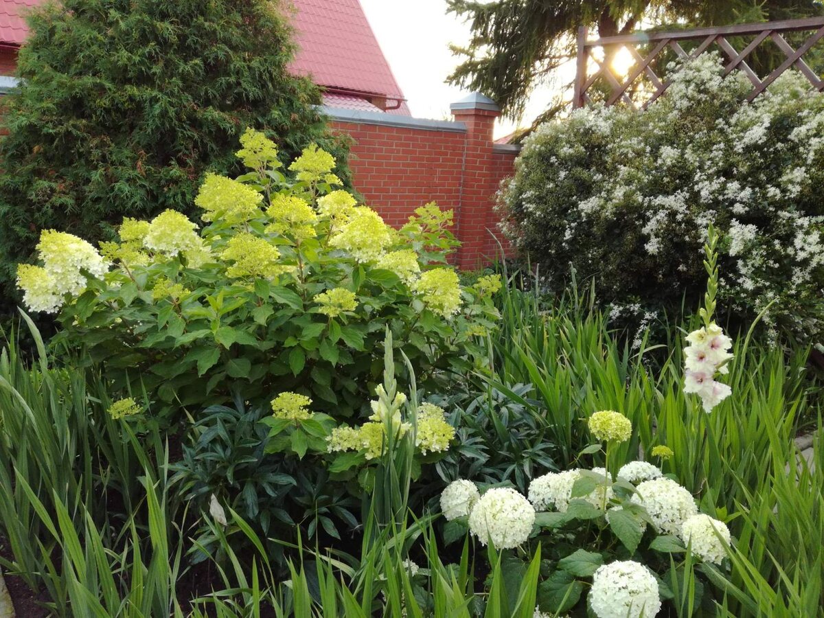 Гортензия метельчатая 'Phantom' и древовидная 'Annabelle'.