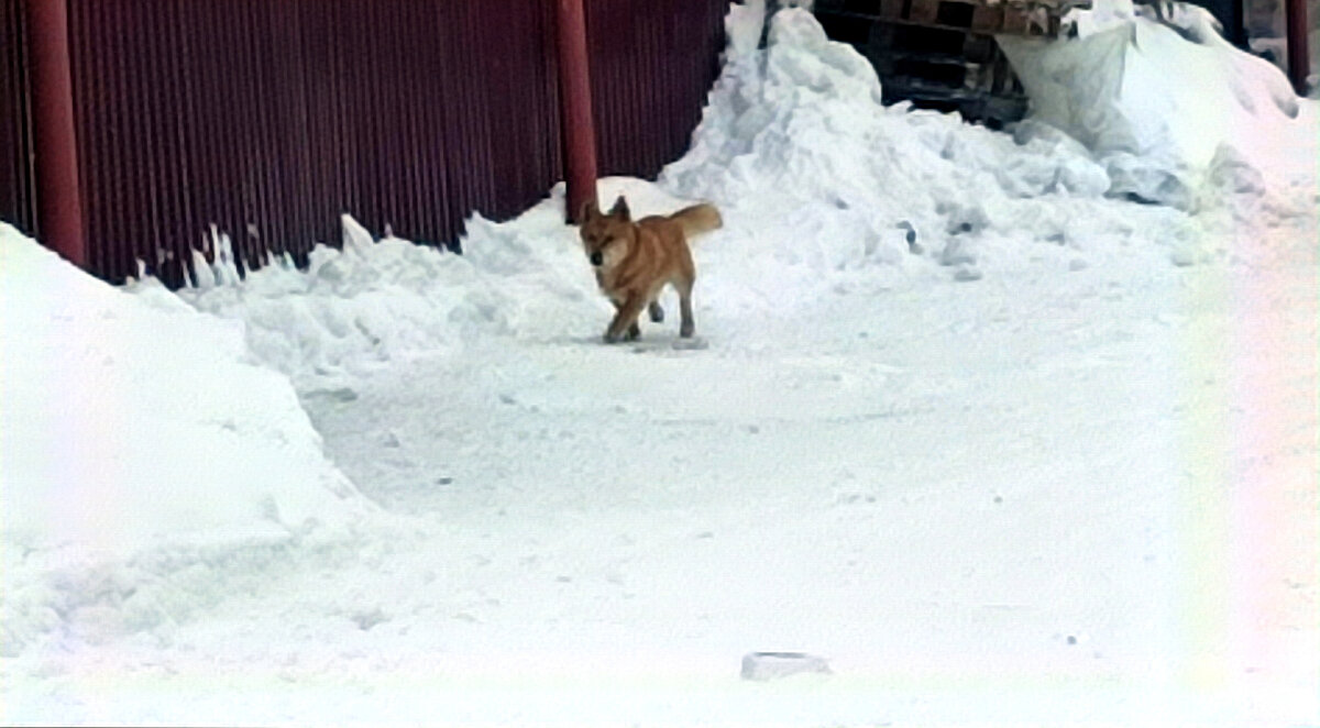 Вот он счастливый бегает по улице... 