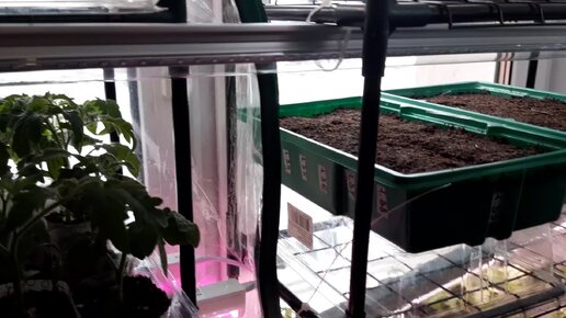 огород рассада. посадка рассады в 2024г. высадка рассады. рассада томатоы высоька. посадка рассады в 2024г.