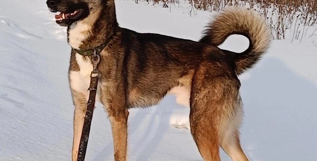 Когда я забирал его из подъезда, думал, что это-  старый пёс. А оказался молодой красавец